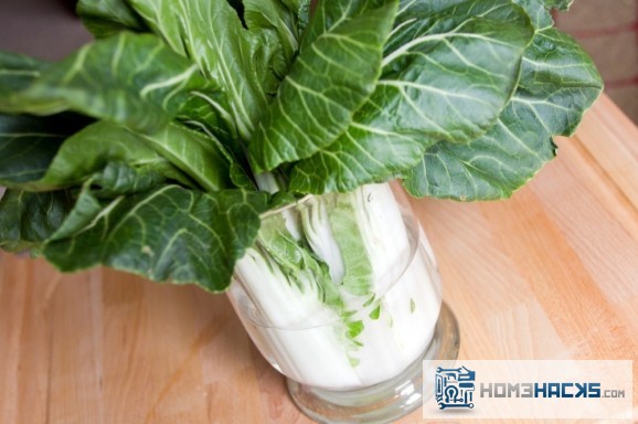 regrow-bok-choy