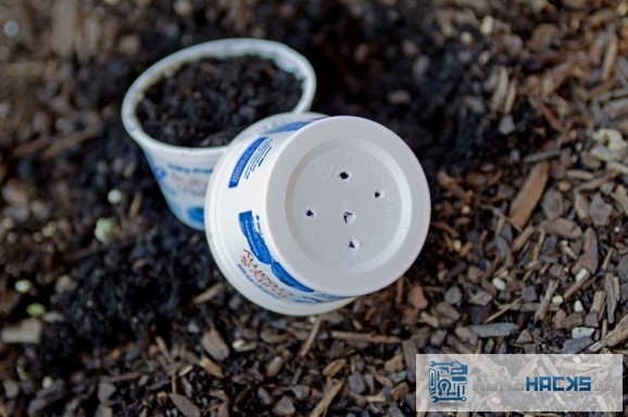 yogurt-container-seedling